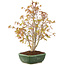 Acer palmatum, 33 cm, ± 8 anni