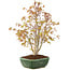 Acer palmatum, 33 cm, ± 8 Jahre alt