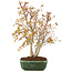 Acer palmatum, 33 cm, ± 8 jaar oud