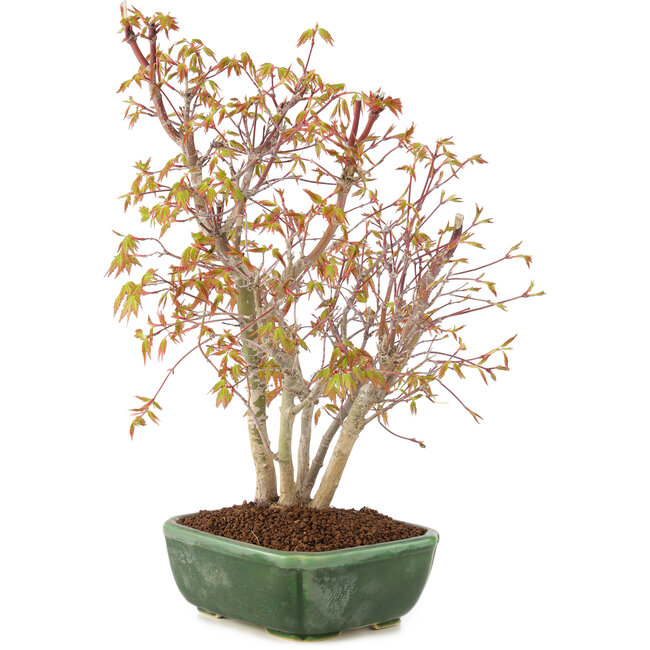 Acer palmatum, 33 cm, ± 8 ans