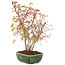 Acer palmatum, 33 cm, ± 8 Jahre alt