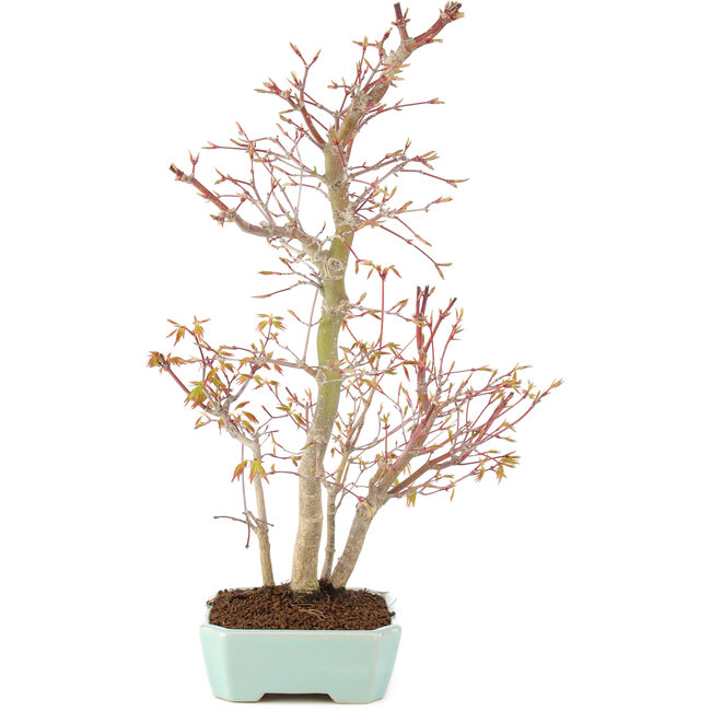 Acer palmatum, 40 cm, ± 8 jaar oud