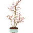 Acer palmatum, 40 cm, ± 8 jaar oud