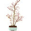 Acer palmatum, 40 cm, ± 8 Jahre alt