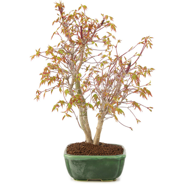 Acer palmatum, 33 cm, ± 8 jaar oud