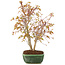 Acer palmatum, 33 cm, ± 8 anni