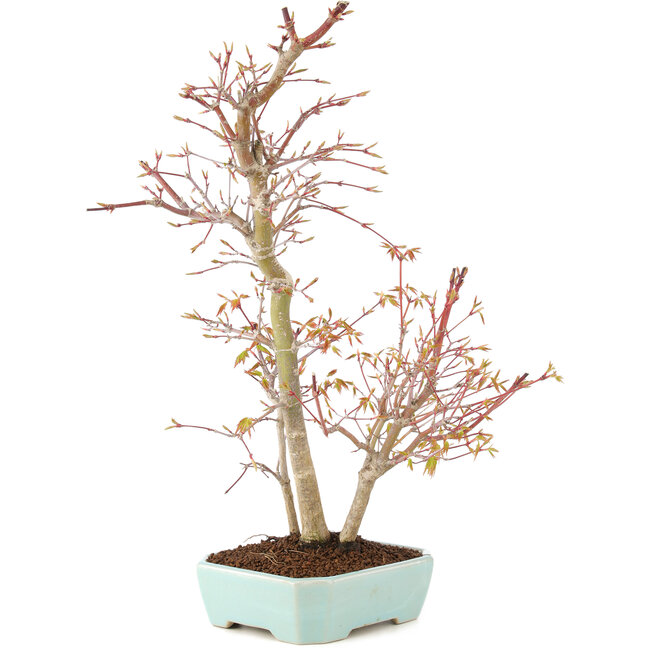 Acer palmatum, 40 cm, ± 8 years old