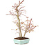 Acer palmatum, 40 cm, ± 8 anni