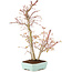 Acer palmatum, 40 cm, ± 8 Jahre alt