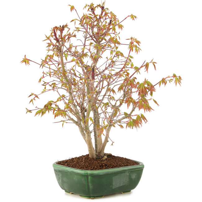 Acer palmatum, 33 cm, ± 8 ans