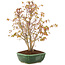 Acer palmatum, 33 cm, ± 8 ans