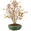 Acer palmatum, 33 cm, ± 8 Jahre alt