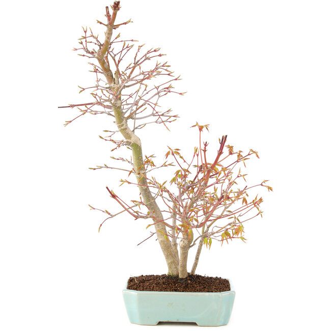 Acer palmatum, 40 cm, ± 8 years old