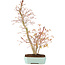 Acer palmatum, 40 cm, ± 8 jaar oud