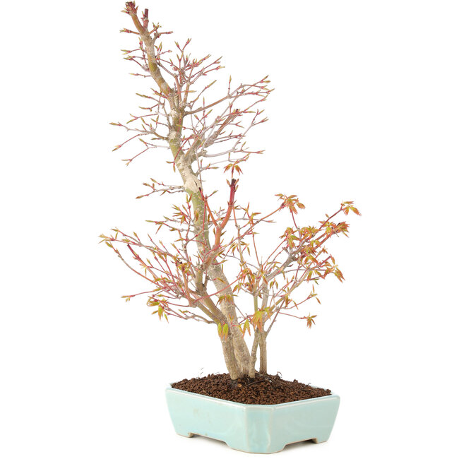 Acer palmatum, 40 cm, ± 8 Jahre alt