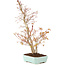 Acer palmatum, 40 cm, ± 8 Jahre alt