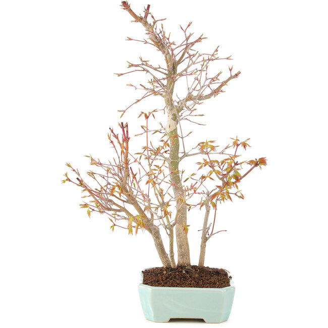 Acer palmatum, 40 cm, ± 8 jaar oud