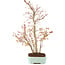 Acer palmatum, 40 cm, ± 8 Jahre alt