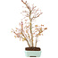 Acer palmatum, 40 cm, ± 8 years old