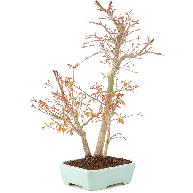 Acer palmatum, 40 cm, ± 8 años