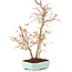 Acer palmatum, 40 cm, ± 8 years old