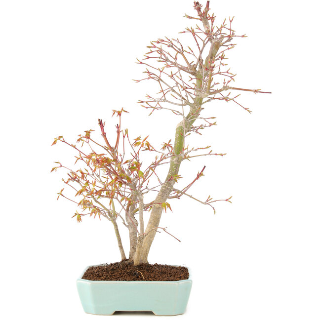 Acer palmatum, 40 cm, ± 8 jaar oud