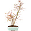 Acer palmatum, 40 cm, ± 8 jaar oud