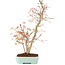 Acer palmatum, 40 cm, ± 8 Jahre alt