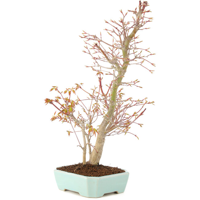 Acer palmatum, 40 cm, ± 8 jaar oud