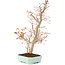 Acer palmatum, 40 cm, ± 8 jaar oud