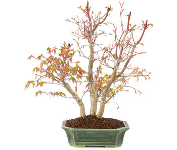 Acer palmatum, 31 cm, ± 8 years old