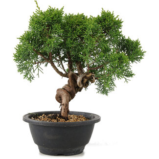 Juniperus chinensis Kishu, 23,5 cm, ± 10 años