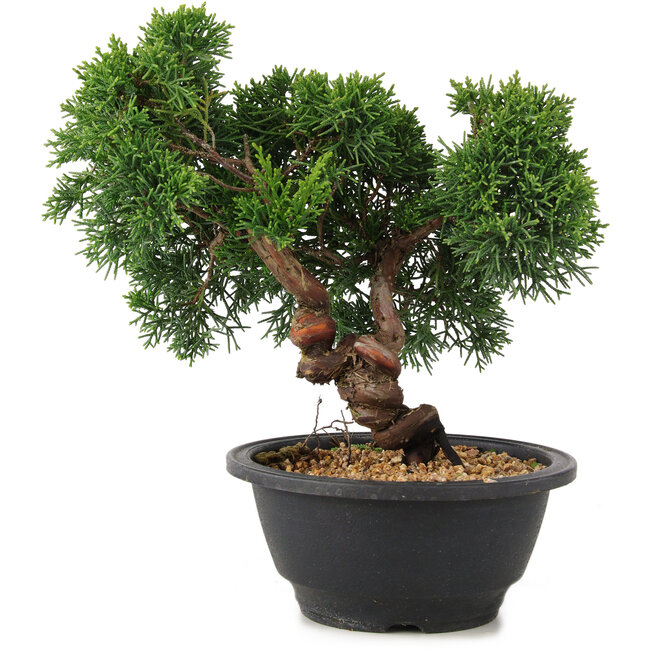 Juniperus chinensis Kishu, 21 cm, ± 10 ans