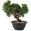 Juniperus chinensis Kishu, 21 cm, ± 10 anni