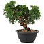 Juniperus chinensis Kishu, 21 cm, ± 10 años