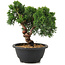 Juniperus chinensis Kishu, 21 cm, ± 10 anni