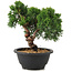 Juniperus chinensis Kishu, 21 cm, ± 10 years old