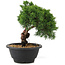 Juniperus chinensis Kishu, 21 cm, ± 10 years old