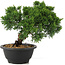 Juniperus chinensis Kishu, 21 cm, ± 10 anni