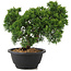 Juniperus chinensis Kishu, 21 cm, ± 10 anni