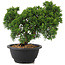 Juniperus chinensis Kishu, 21 cm, ± 10 jaar oud