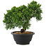 Juniperus chinensis Kishu, 21 cm, ± 10 anni