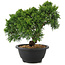 Juniperus chinensis Kishu, 21 cm, ± 10 jaar oud