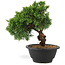 Juniperus chinensis Kishu, 21 cm, ± 10 anni