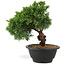 Juniperus chinensis Kishu, 21 cm, ± 10 años