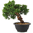 Juniperus chinensis Kishu, 21 cm, ± 10 Jahre alt
