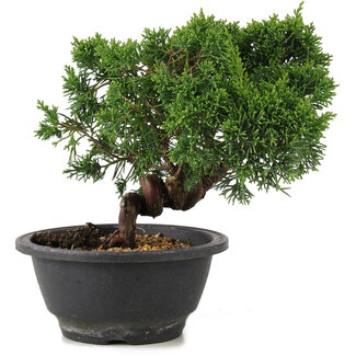 Juniperus chinensis Kishu, 19,5 cm, ± 10 años