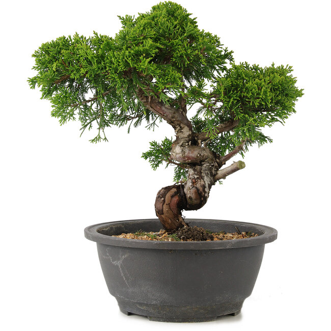 Juniperus chinensis Itoigawa, 25 cm, ± 12 años