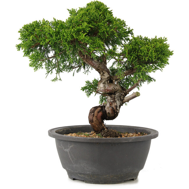 Juniperus chinensis Itoigawa, 25 cm, ± 12 Jahre alt