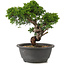 Juniperus chinensis Itoigawa, 25 cm, ± 12 years old